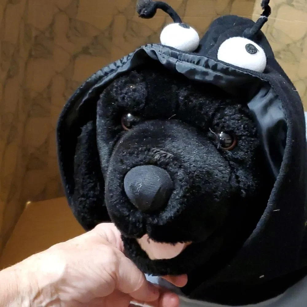 Halloween spider costume for a large dog‎